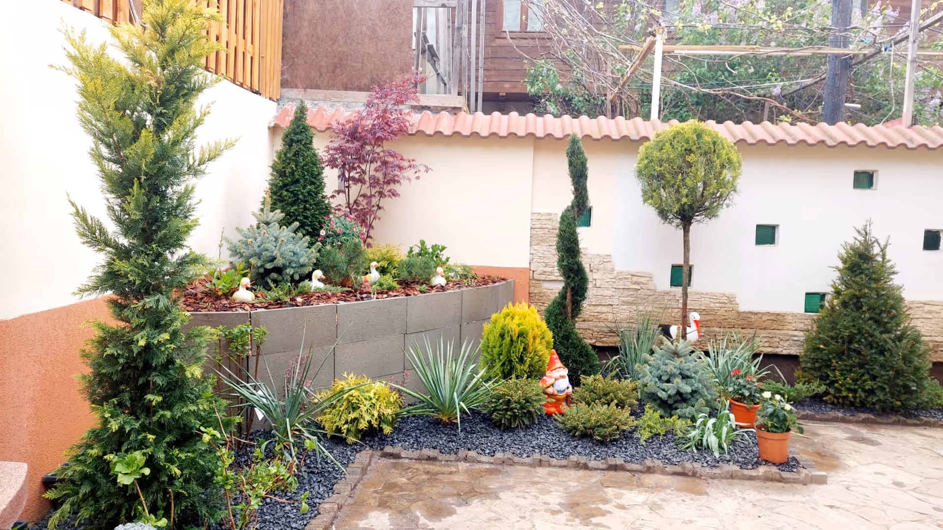 Grădină de curte cu conifere, arțar japonez și topiary