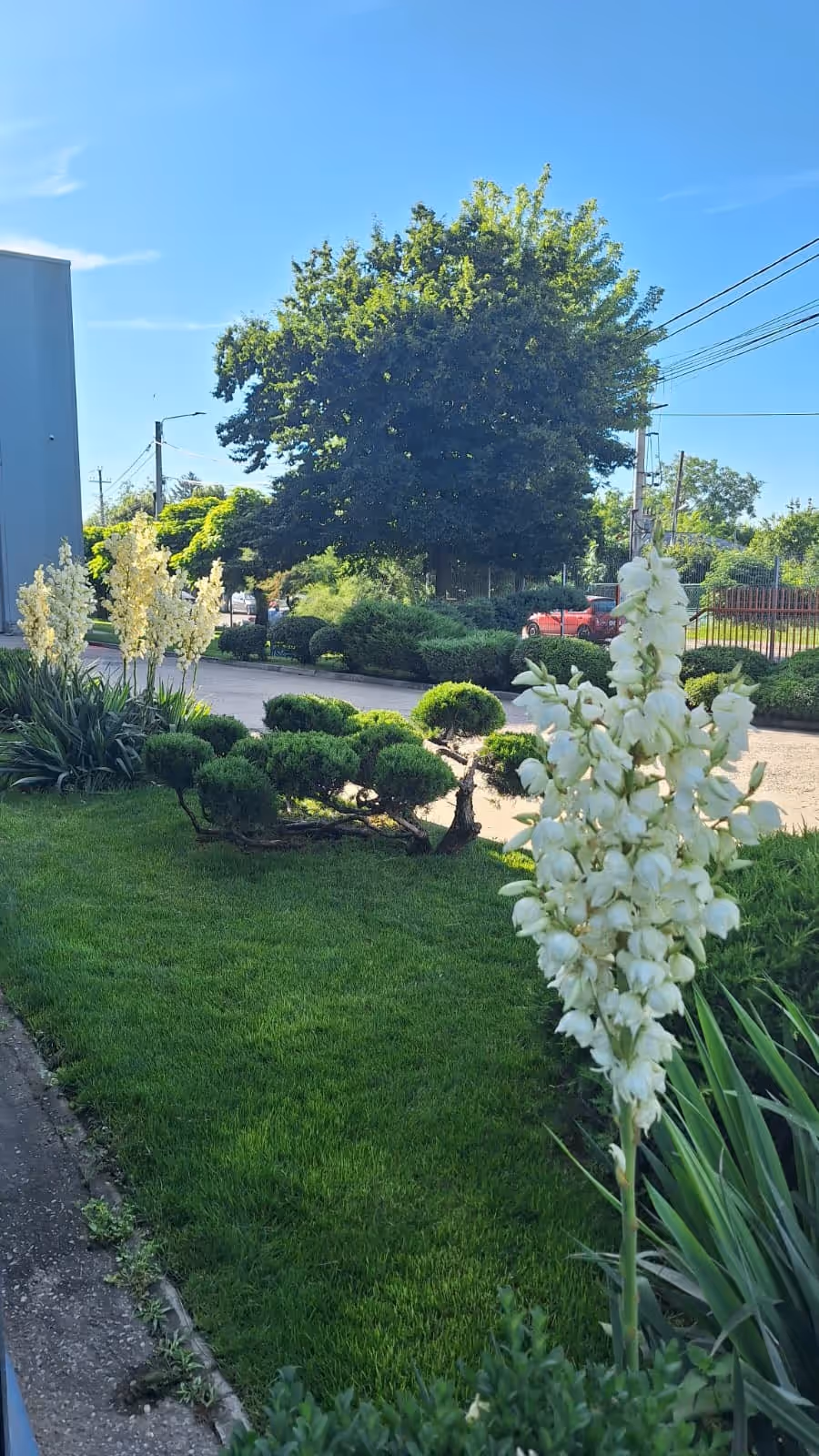 Aceeași grădină cu topiary, cu yucca înflorită și gazon proaspăt tuns