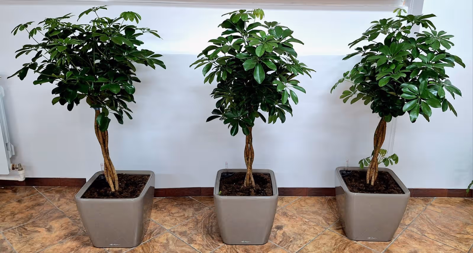 Trei ficus cu tulpini împletite, în ghivece pătrate identice