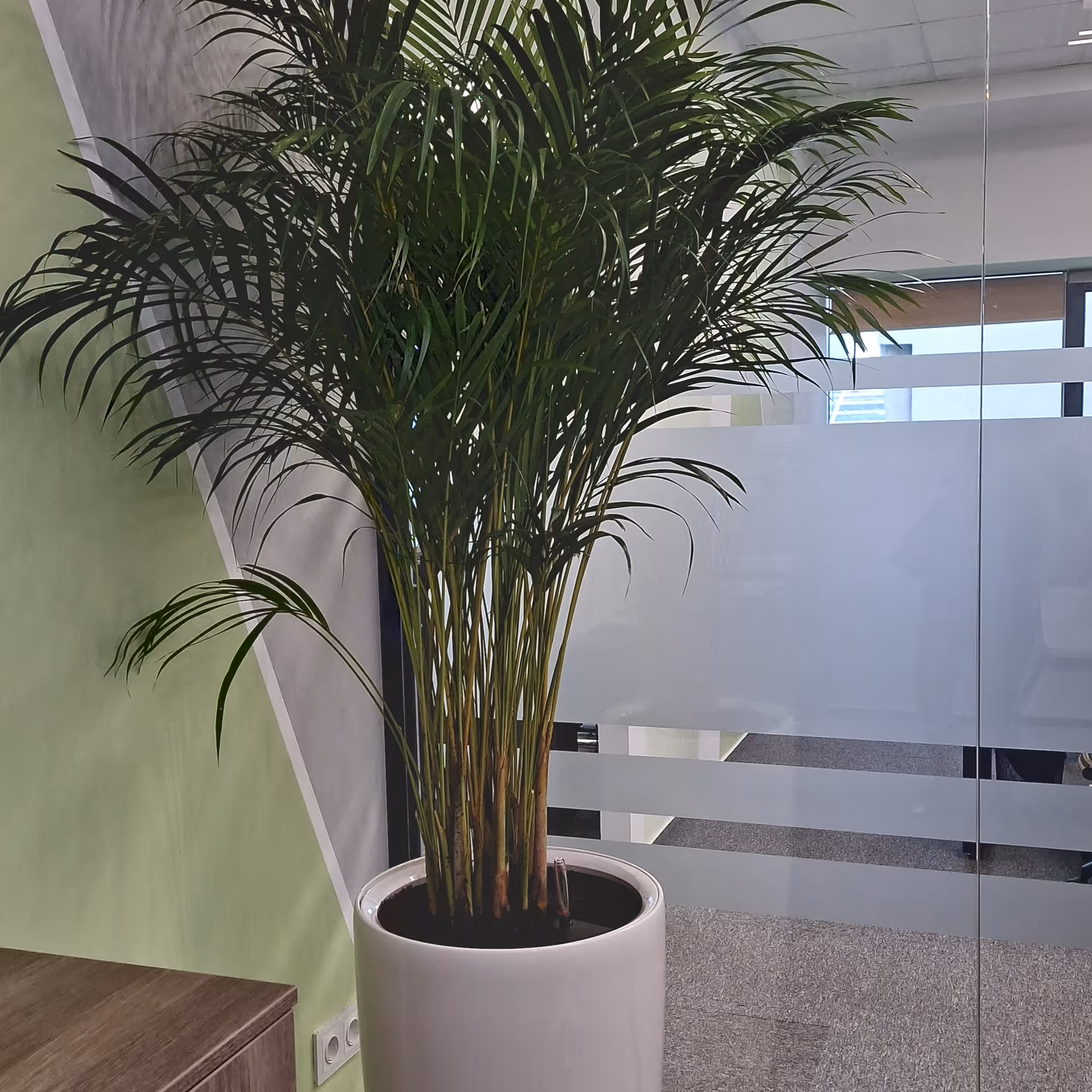 Palmier areca în ghiveci alb, amenajare interioară pentru birou