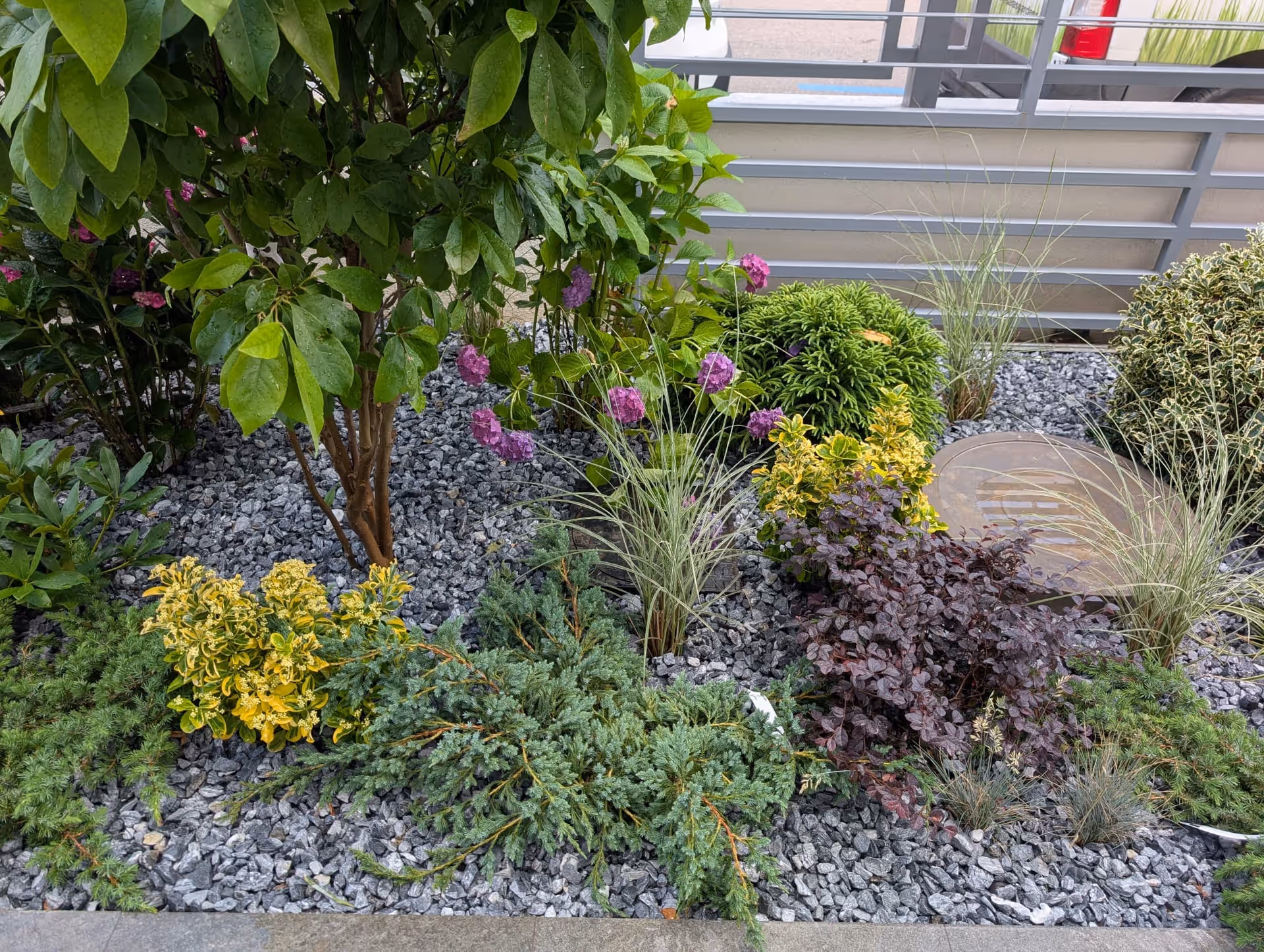 Rond matur de plante pe pietriș, cu pergolă cu plante cățărătoare și accente burgundy
