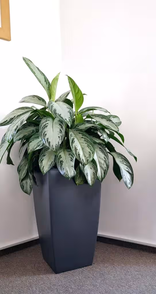 Aglaonema într-un ghiveci antracit conic, într-un colț de birou