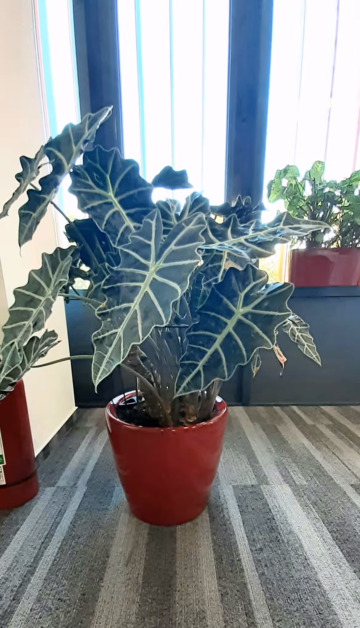 Alocasia cu frunze nervurate într-un ghiveci roșu, lângă fereastra unui birou
