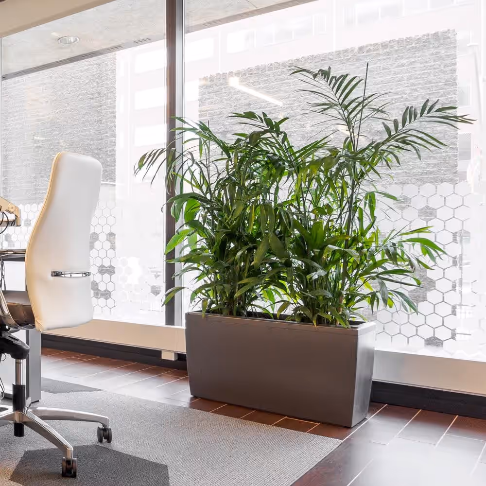Jardinieră dreptunghiulară cu palmier de cameră lângă biroul unui spațiu office