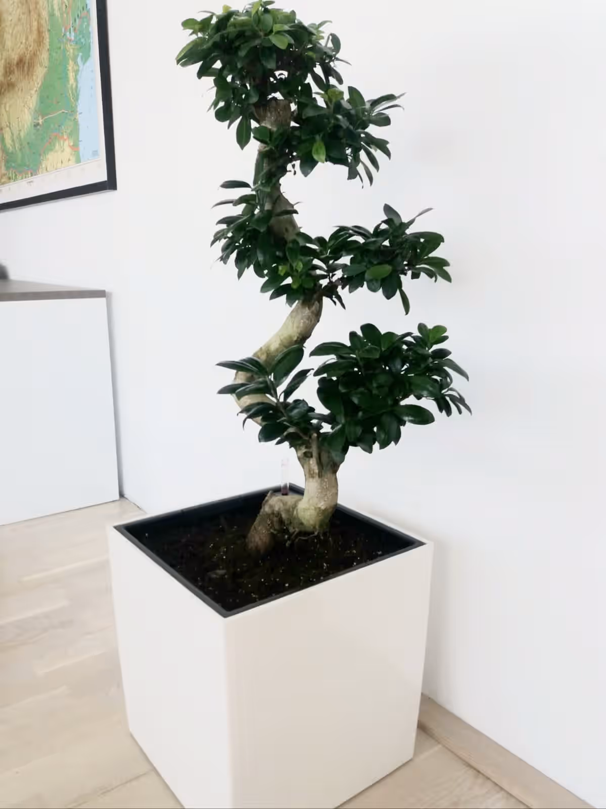 Ficus ginseng modelat bonsai, într-un ghiveci cub alb, pe parchet deschis