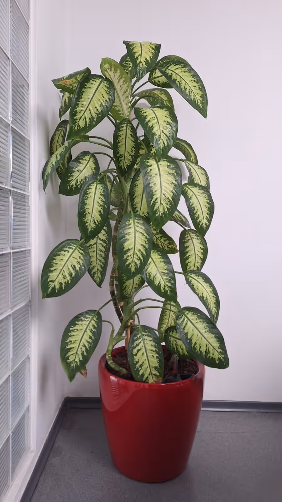 Dieffenbachia într-un ghiveci roșu lucios, într-un colț luminat natural