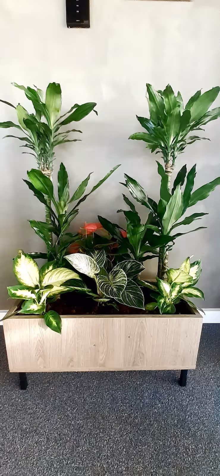 Jardinieră din lemn cu dracaena, anthurium și dieffenbachia, într-un hol de birouri