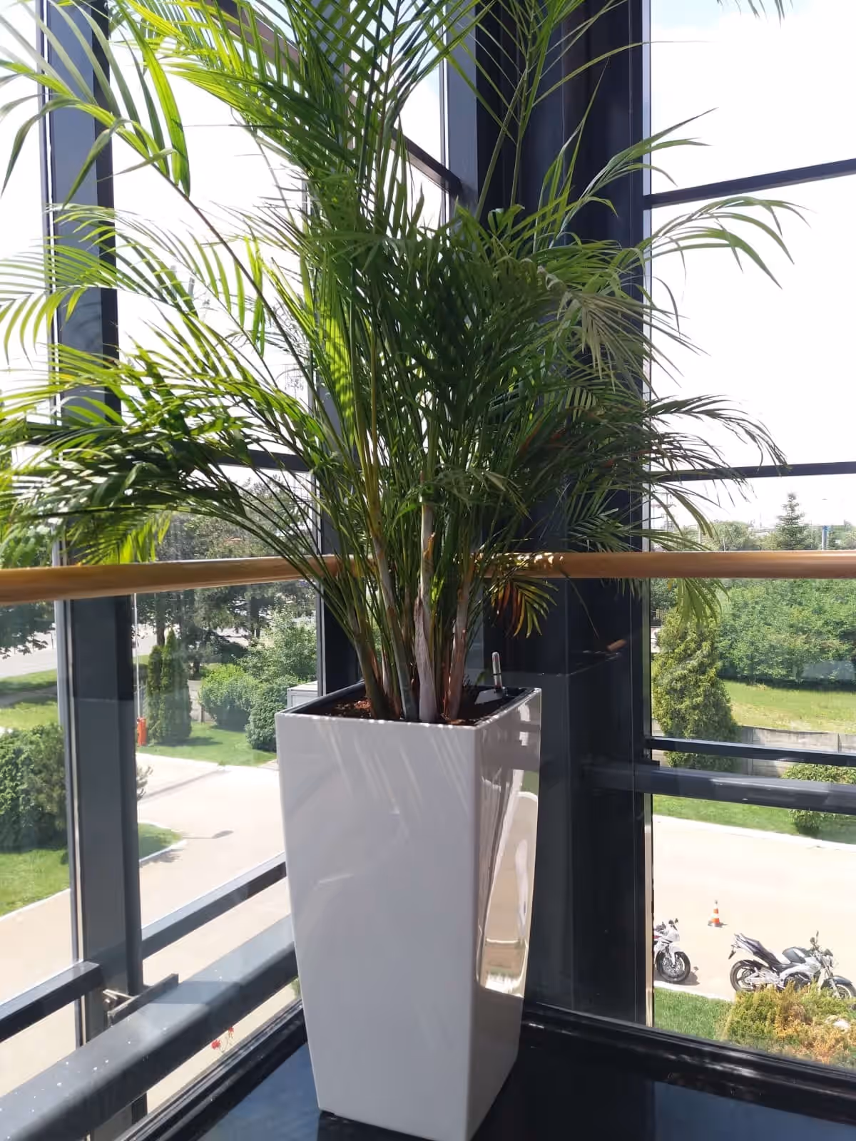 Palmier areca într-un ghiveci alb lucios, lângă fereastra unei clădiri de birouri