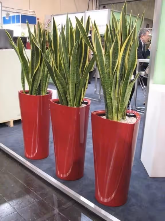 Trei sansevieria în ghivece roșii conice, aliniate într-un spațiu de expunere