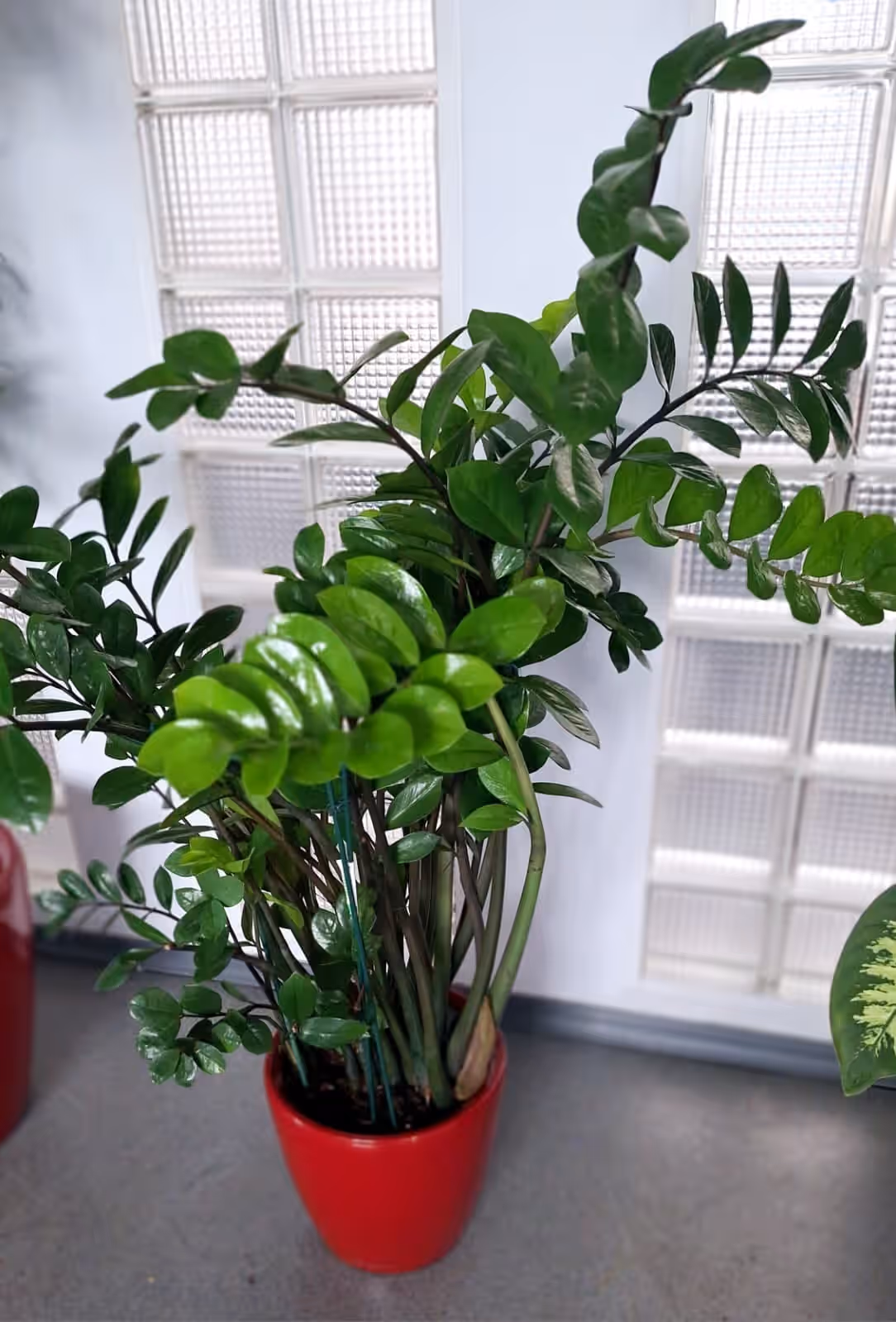 Zamioculcas într-un ghiveci roșu lucios, lângă un perete din cărămidă de sticlă
